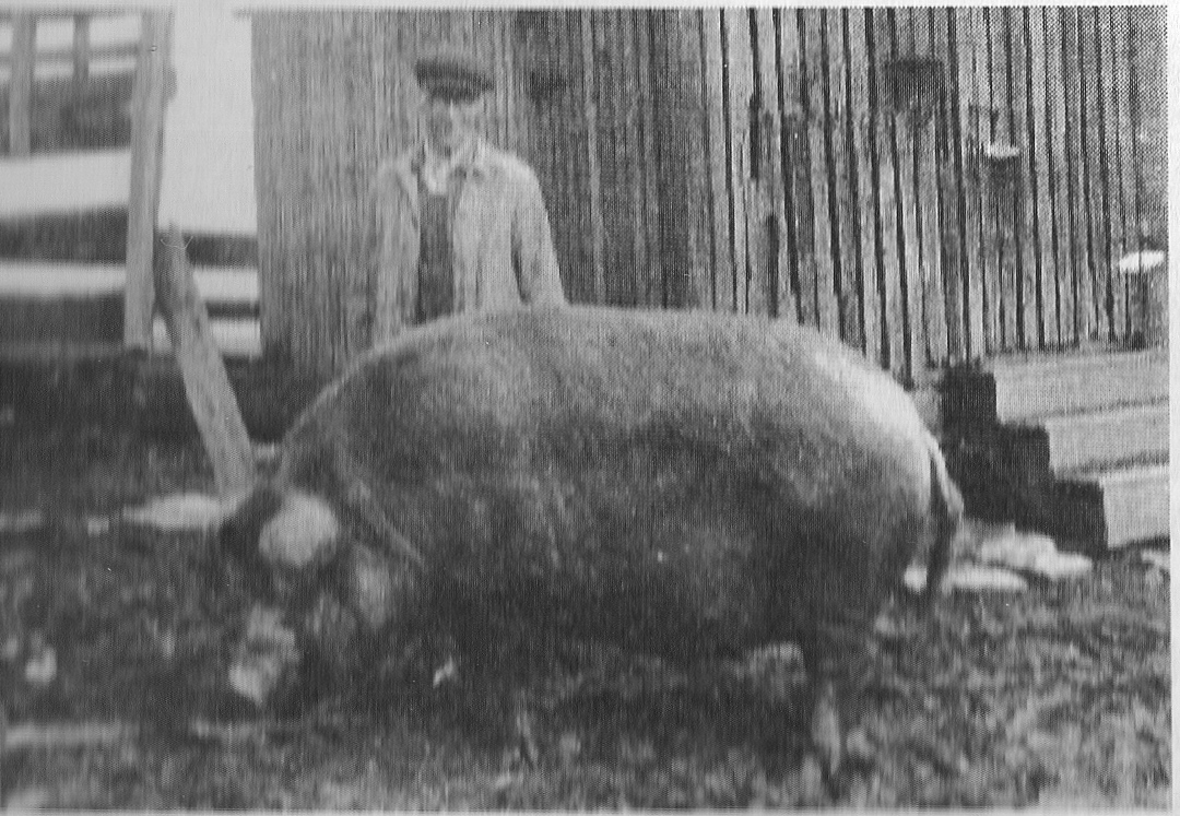 Earl Korns with his large red hog