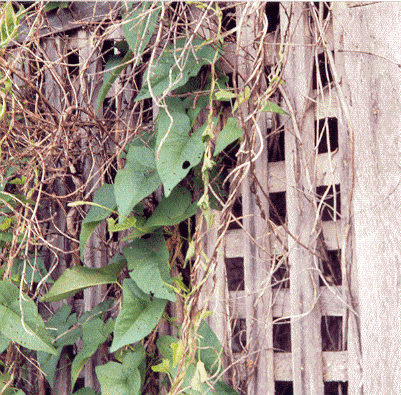 Lattice on the Korns farmhouse, Southampton Township, Somerset County, PA.