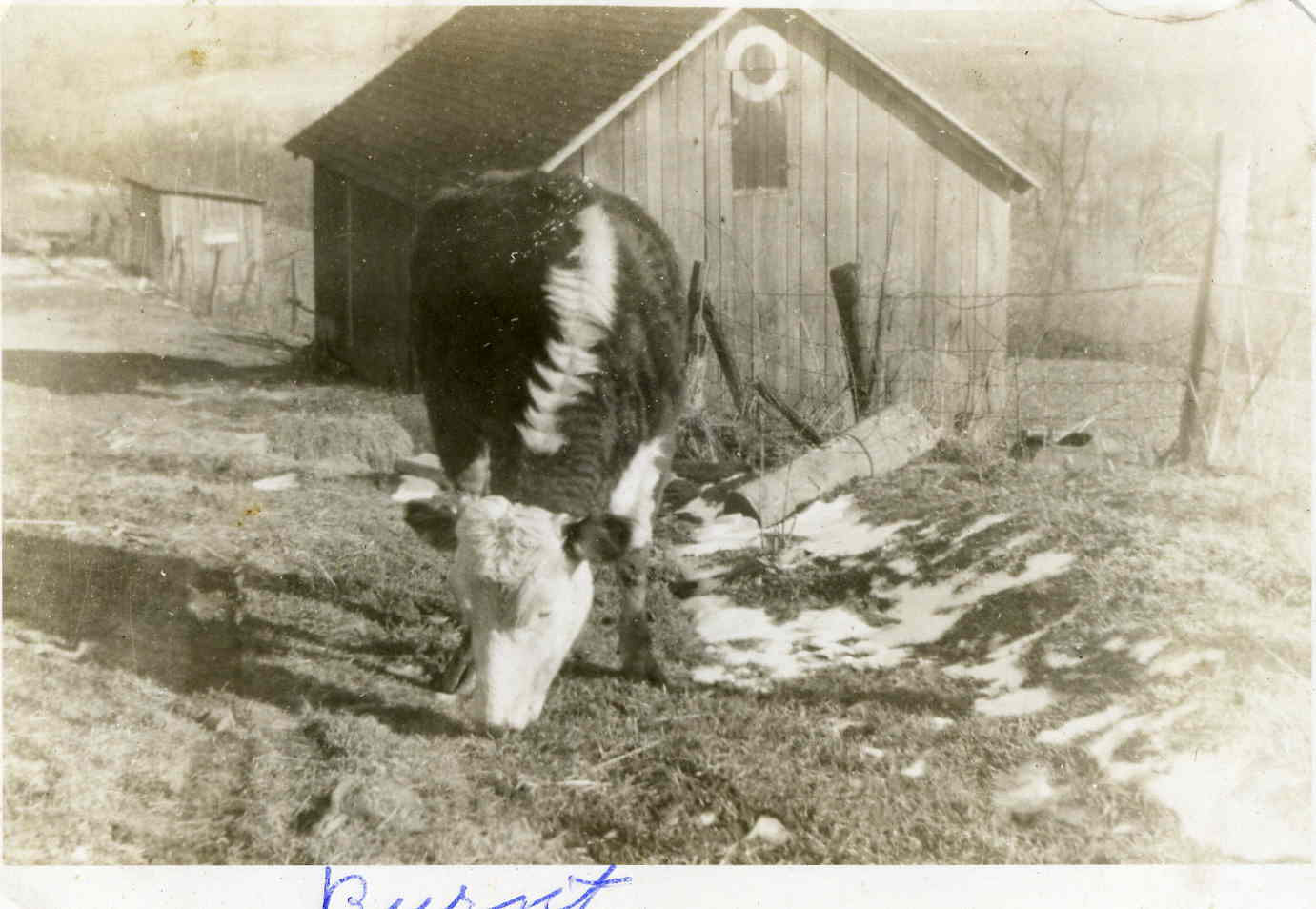 Hog Pen on Allen Korns' farm that was destroyed by fire.
