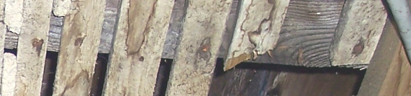 Living room ceiling lath nail detail, Korns farmhouse, Southampton Township, Somerset County.