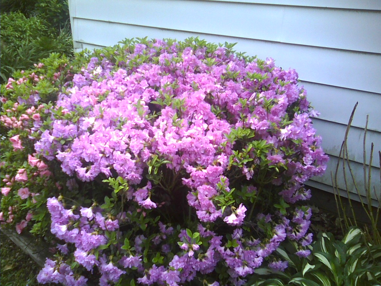 More bushes in bloom.