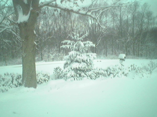 front yard in wintertime.
