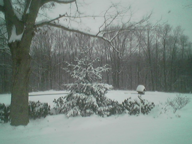front yard in the wintertime.