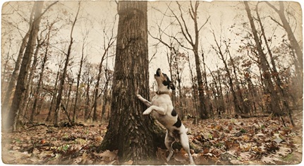 Banner image for the Appalachian bluegrass song 'Teenie Dog.'