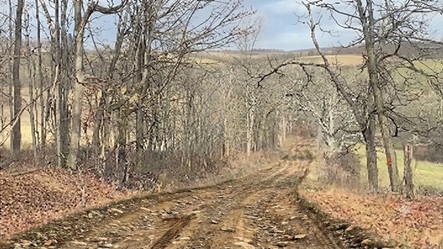 AI-generated Banner for the Appalachian bluegrass song 'Walnut Lane.'