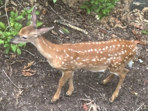 A fawn that came really close to our back porch.