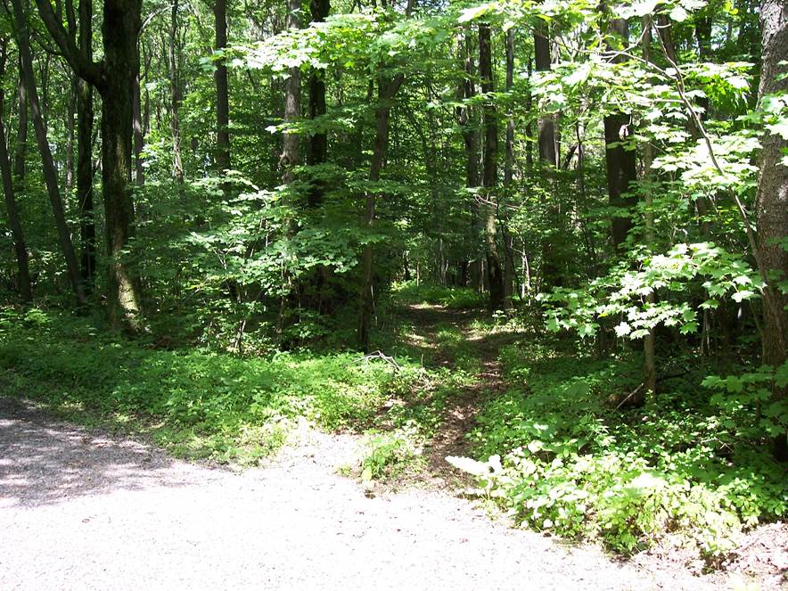  This photo shows where the Turkey Foot Road crosses Hemlock Lane.