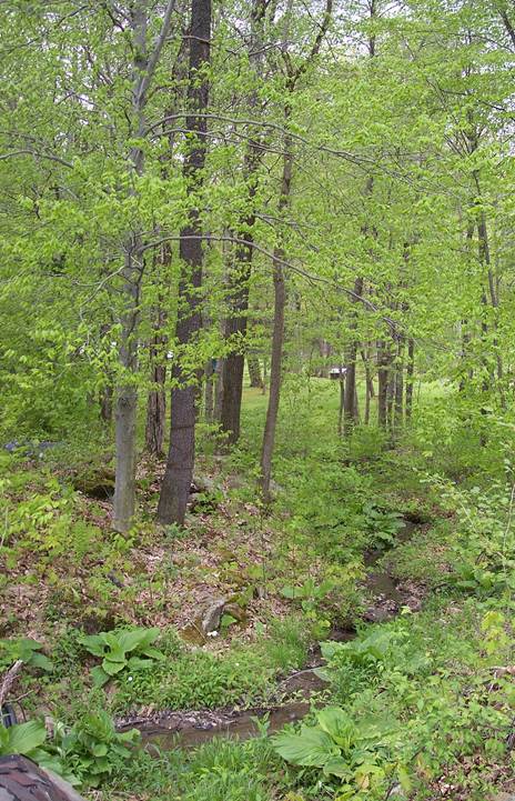  A photo of the

abandoned route of the Turkey Foot Road, which heads west from Cavanaugh Road at Robert Fulton's yard
