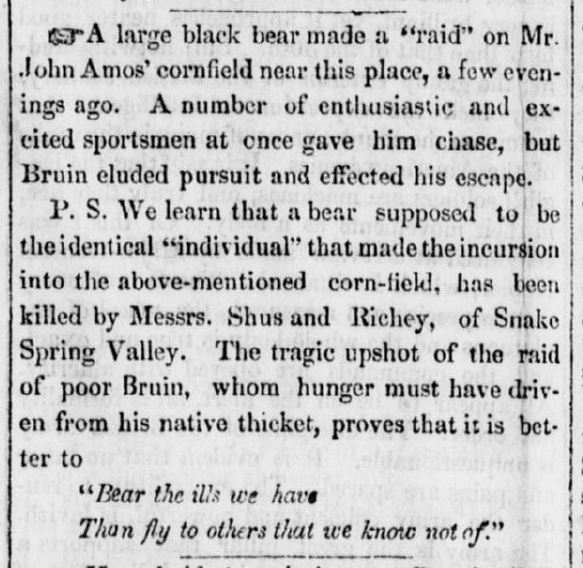  A large black bear raided the corn field of John Amos.